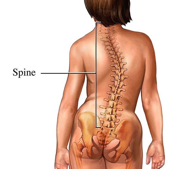 Scoliosis (Spine Curvature) Illustration